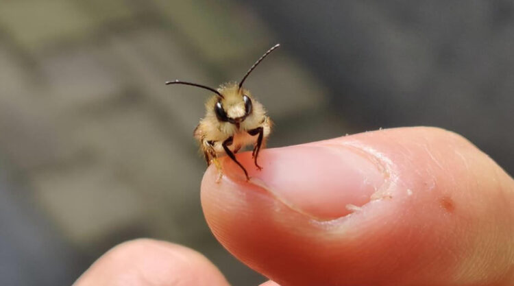 Adorable Photos Showcasing Unseen Cute Bugs