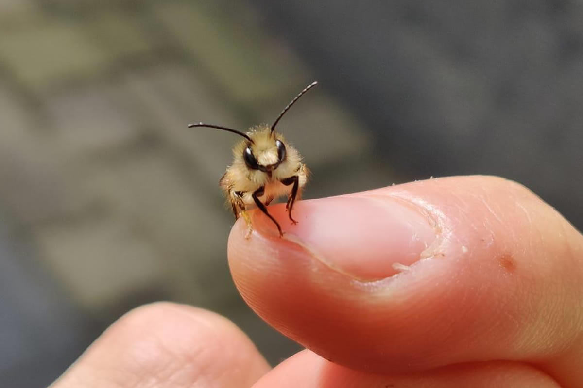 Adorable Photos Showcasing Unseen Cute Bugs