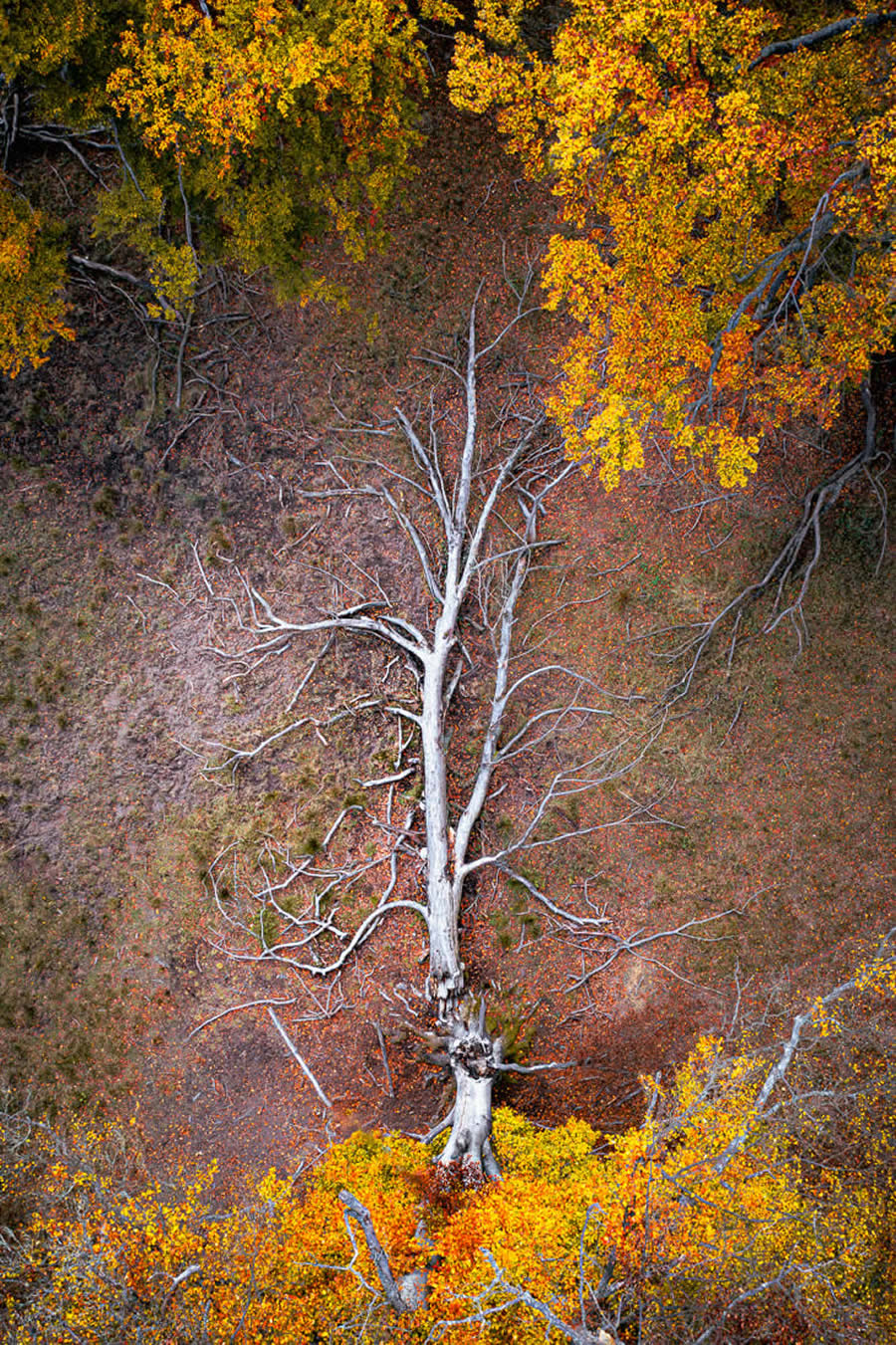 Fine Art Photography Awards 2024 Nature Winners