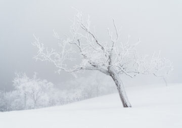 Fine Art Photography Awards 2024 Nature Winners