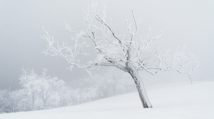 Fine Art Photography Awards 2024 Nature Winners