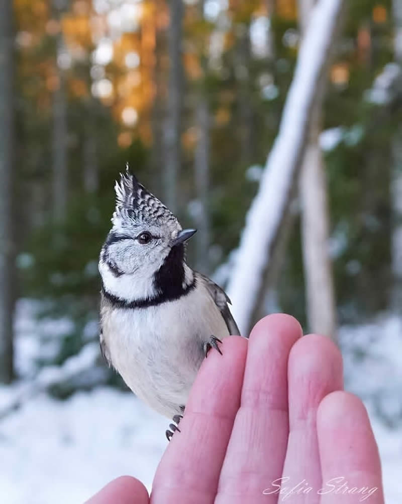 Bird Photos from Finland