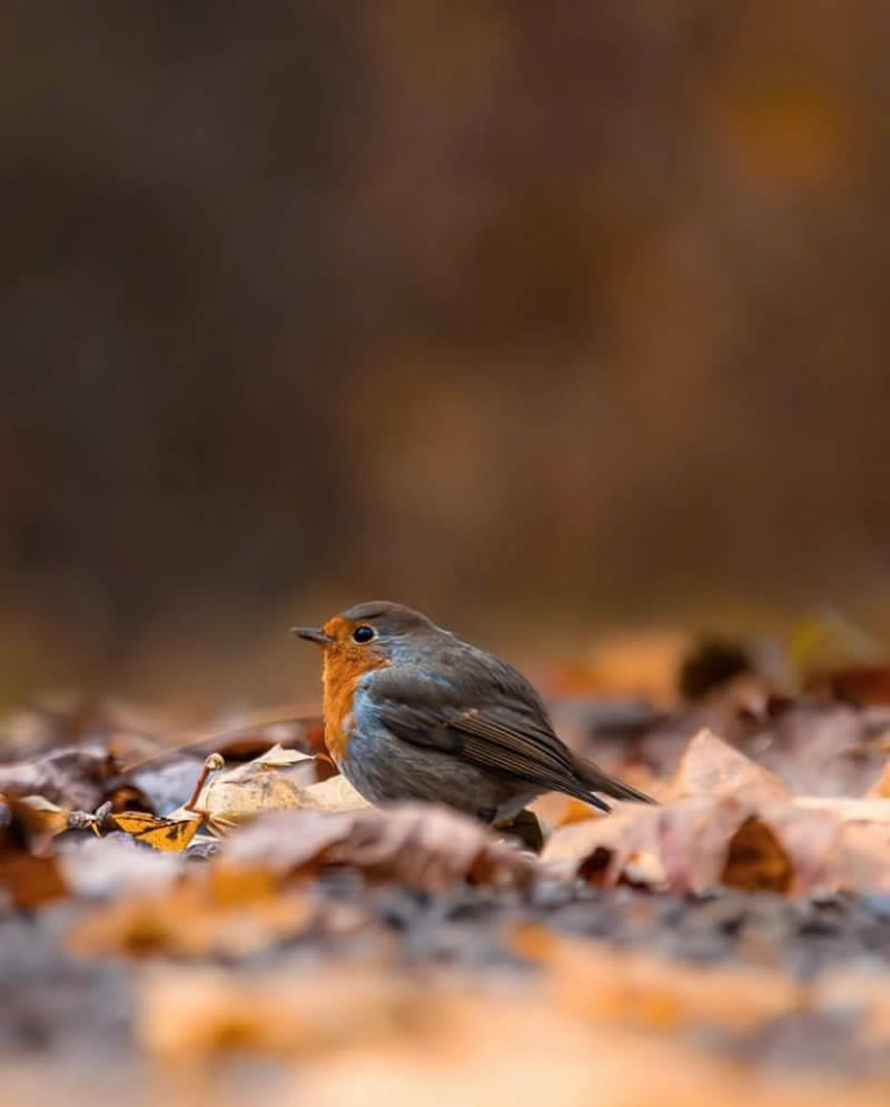 Bird Photos from Finland