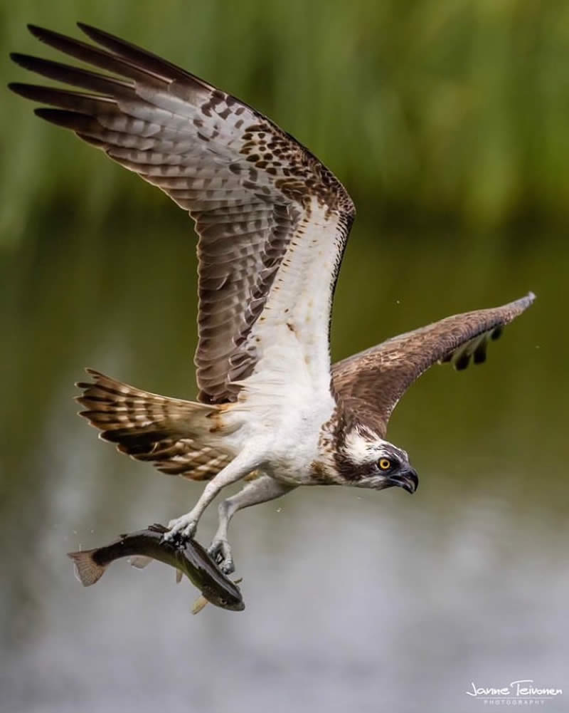 Bird Photos from Finland