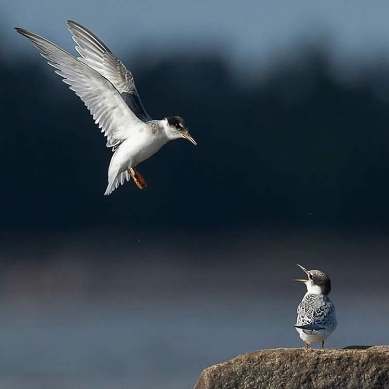 Bird Photos from Finland