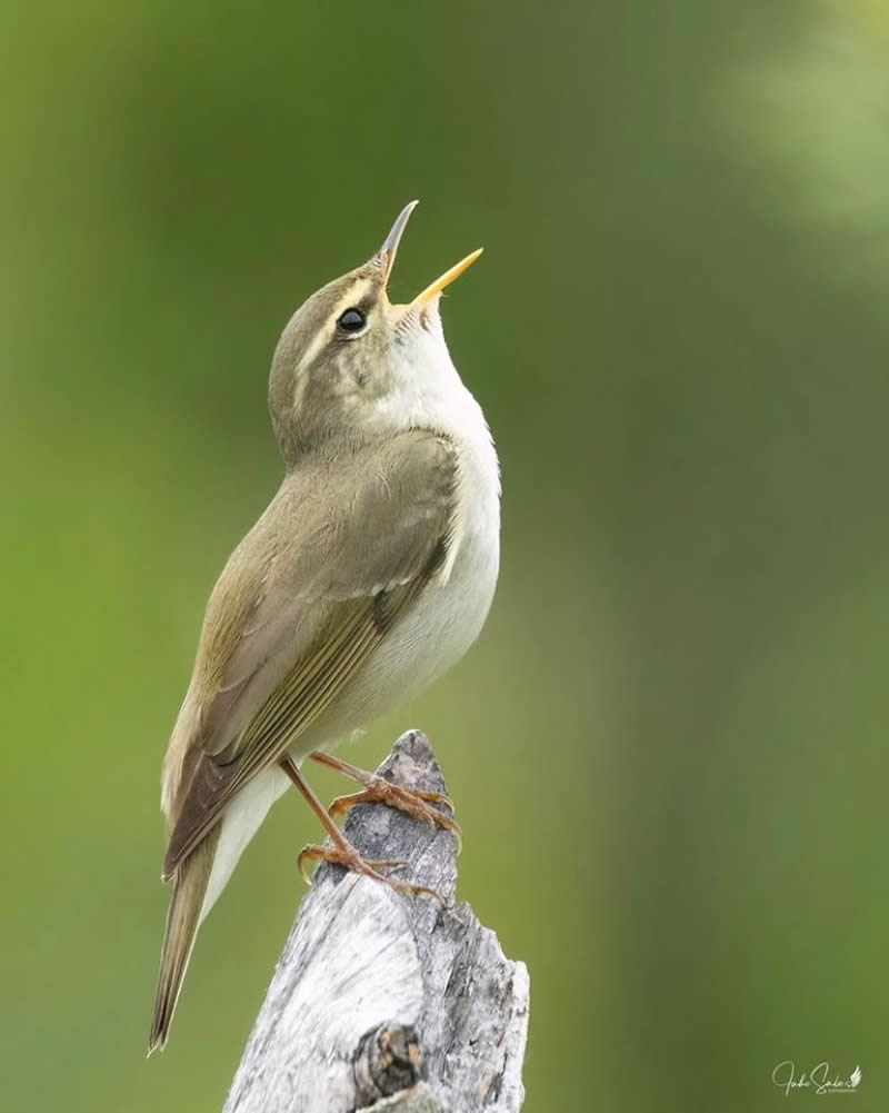 Bird Photos from Finland