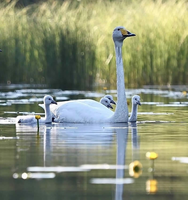 Bird Photos from Finland