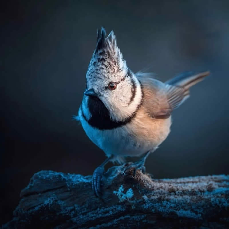 Bird Photos from Finland