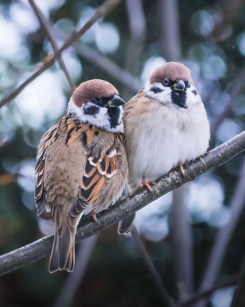 Bird Photos from Finland