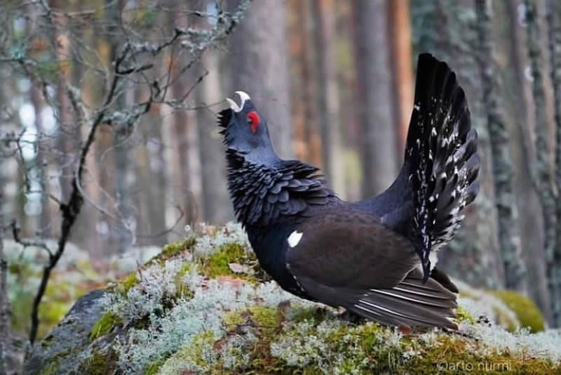 Bird Photos from Finland