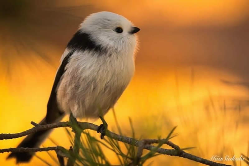 Bird Photos from Finland