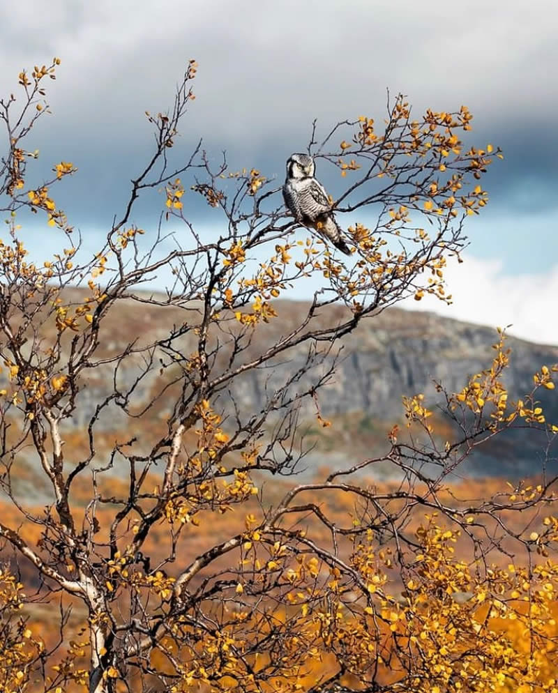 Bird Photos from Finland