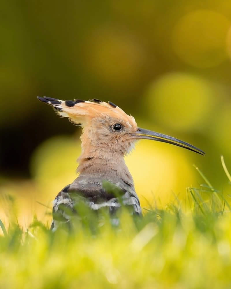 Bird Photos from Finland