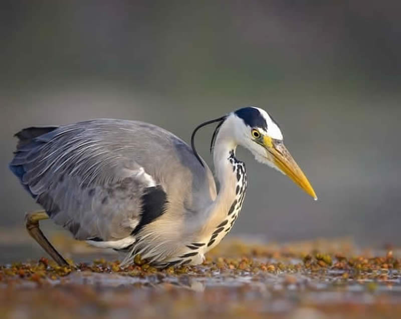 Bird Photos from Finland