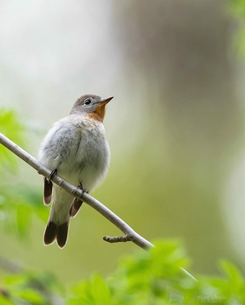 Bird Photos from Finland