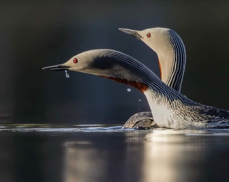 Bird Photos from Finland