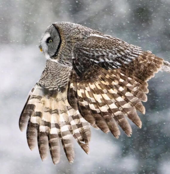 30 Stunning Bird Photos from Finland Capturing the Magic of Nature