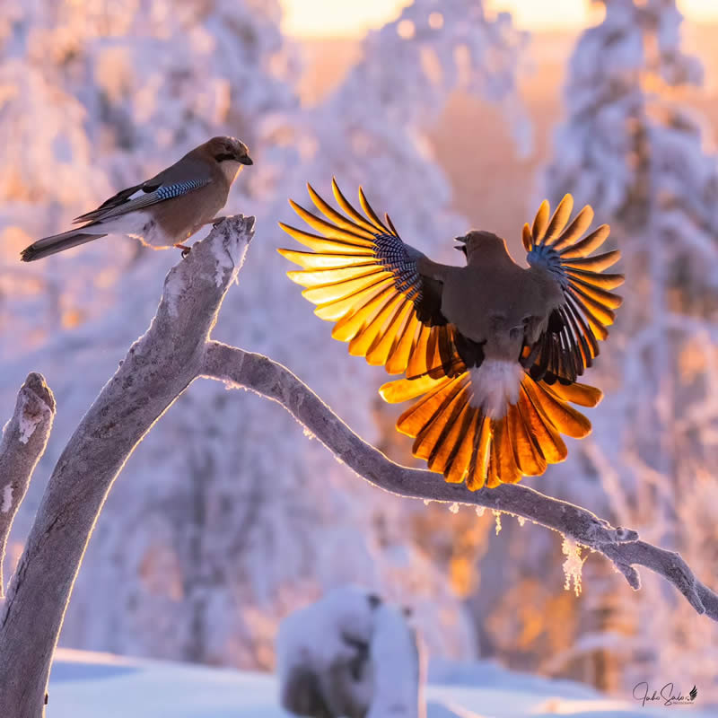 Finland Bird Photography by Juho Salo