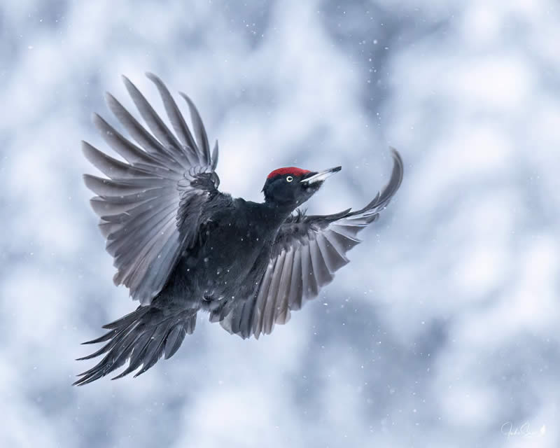 Finland Bird Photography by Juho Salo