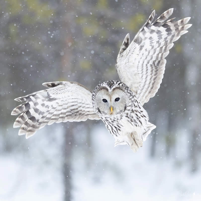 Finland Bird Photography by Juho Salo