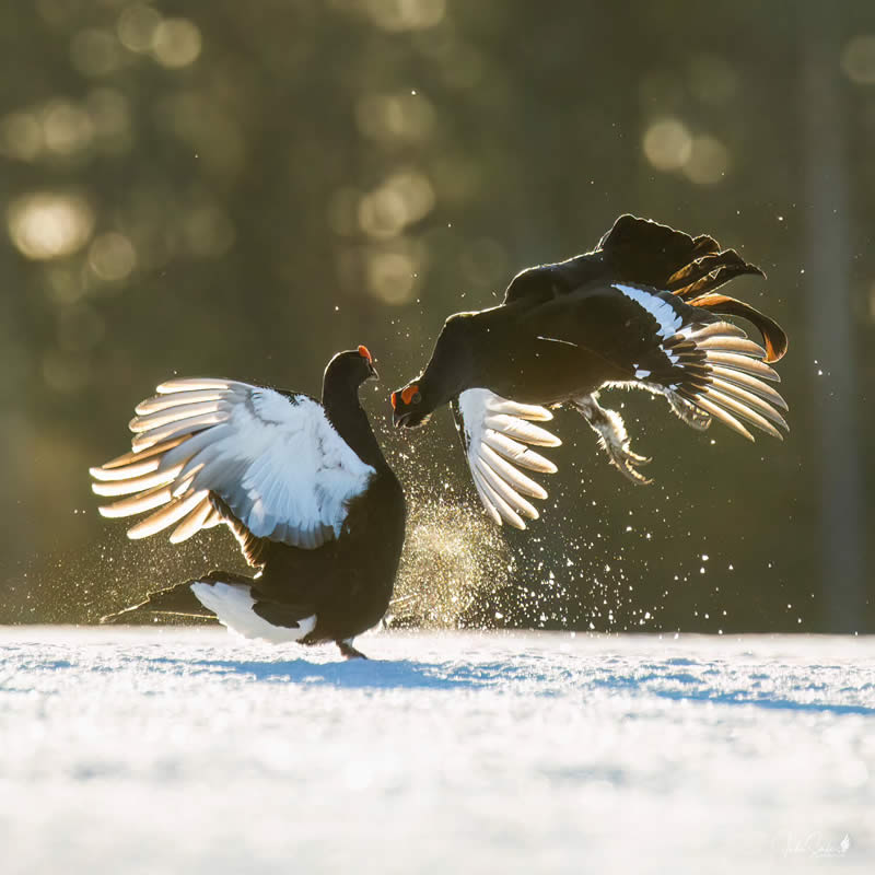 Finland Bird Photography by Juho Salo