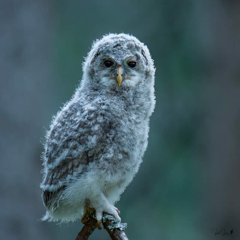 Finland Bird Photography by Juho Salo