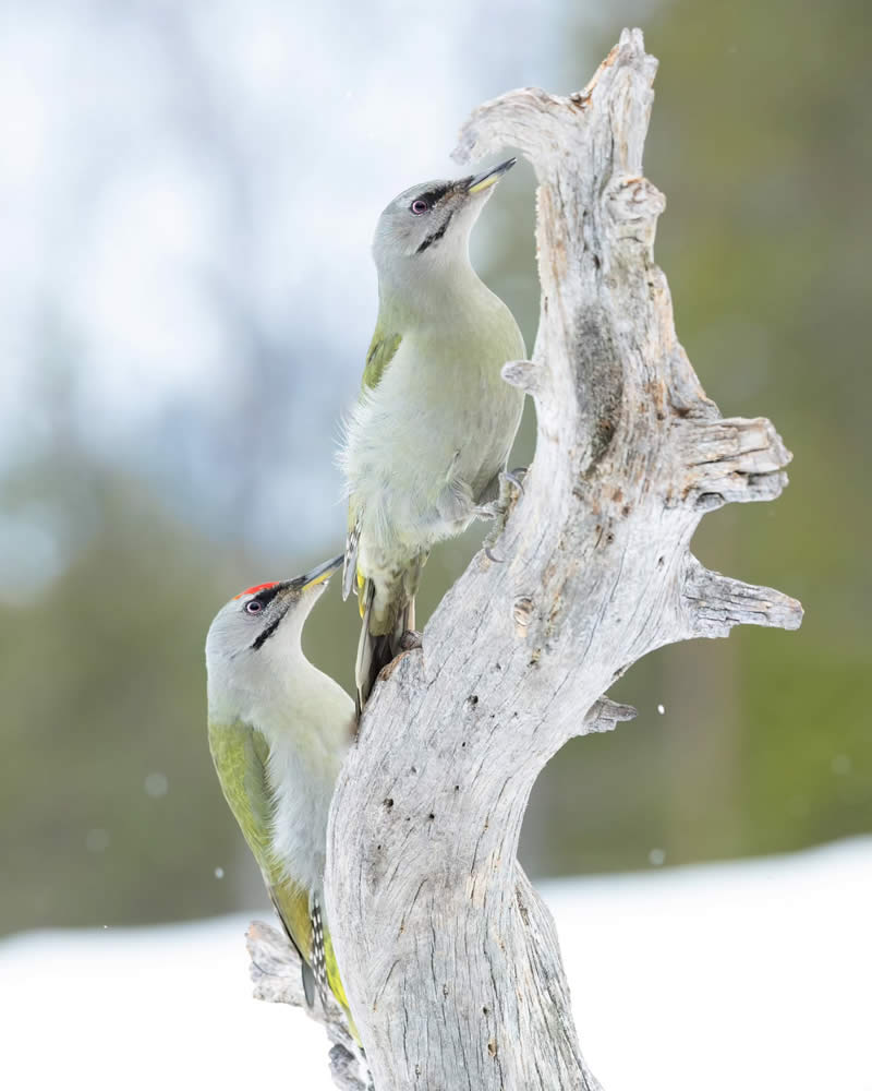 Finland Bird Photography by Juho Salo