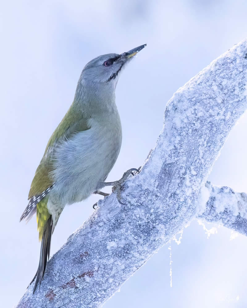 Finland Bird Photography by Juho Salo