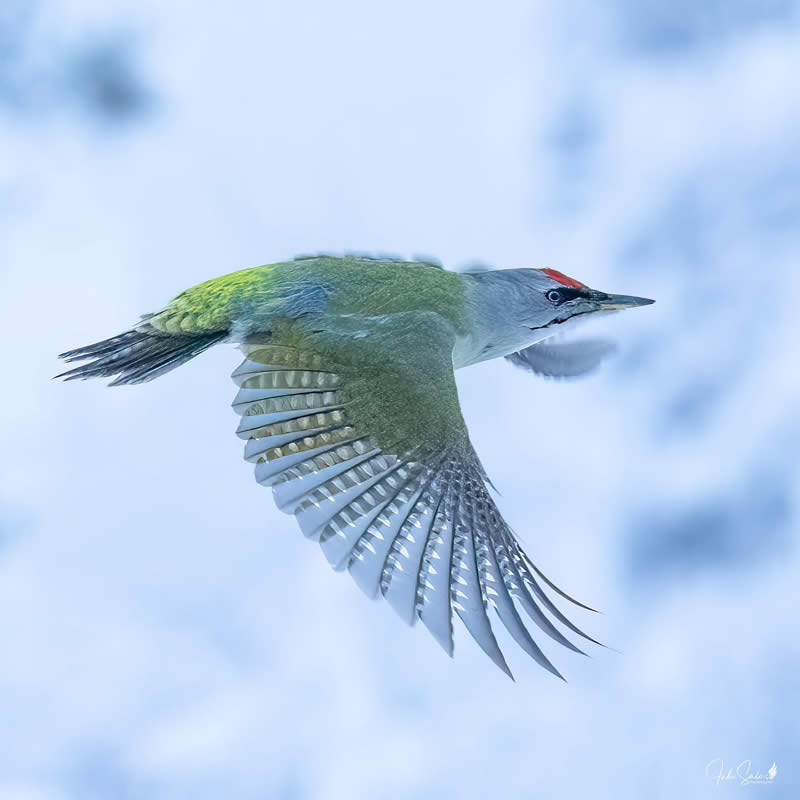 Finland Bird Photography by Juho Salo