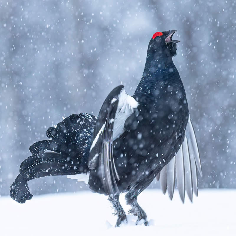 Finland Bird Photography by Juho Salo