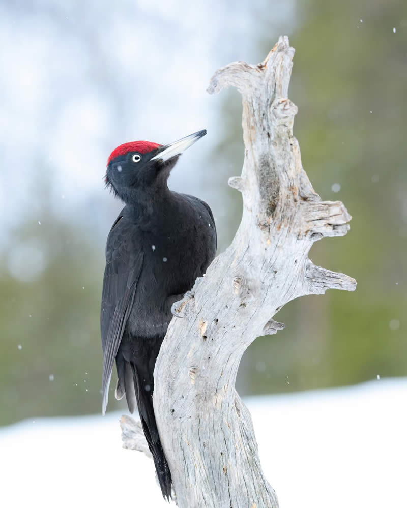 Finland Bird Photography by Juho Salo