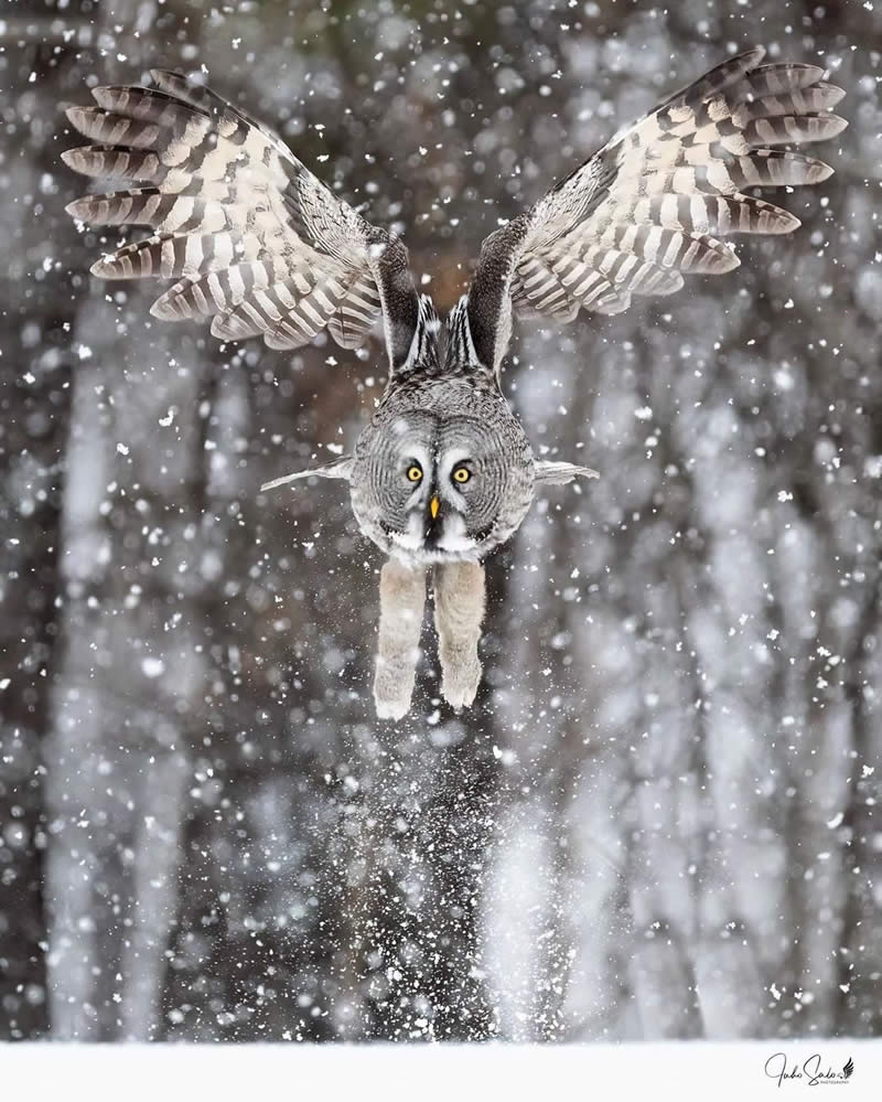 Finland Bird Photography by Juho Salo