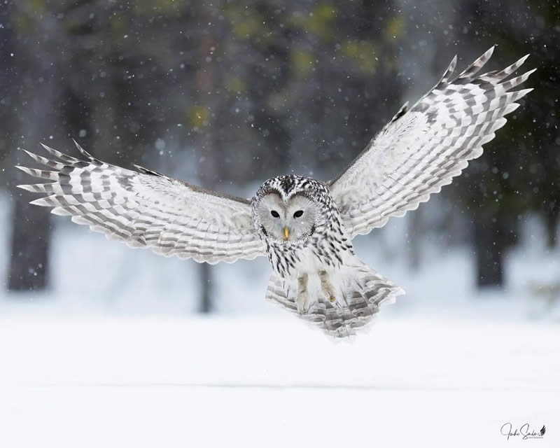 Finland Bird Photography by Juho Salo