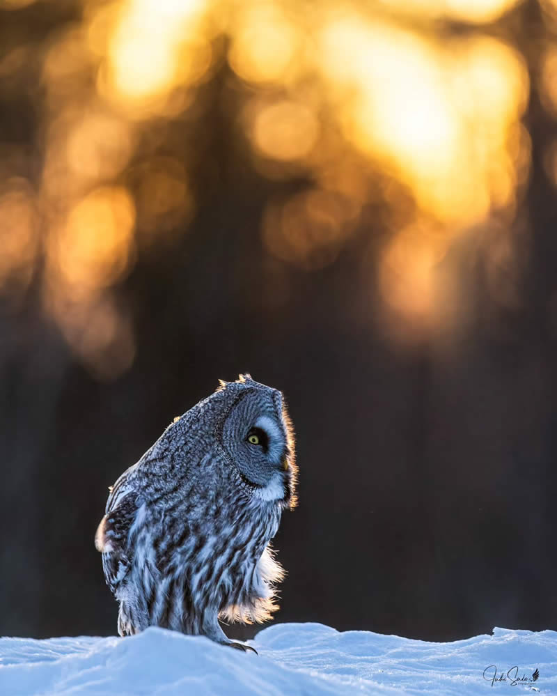 Finland Bird Photography by Juho Salo