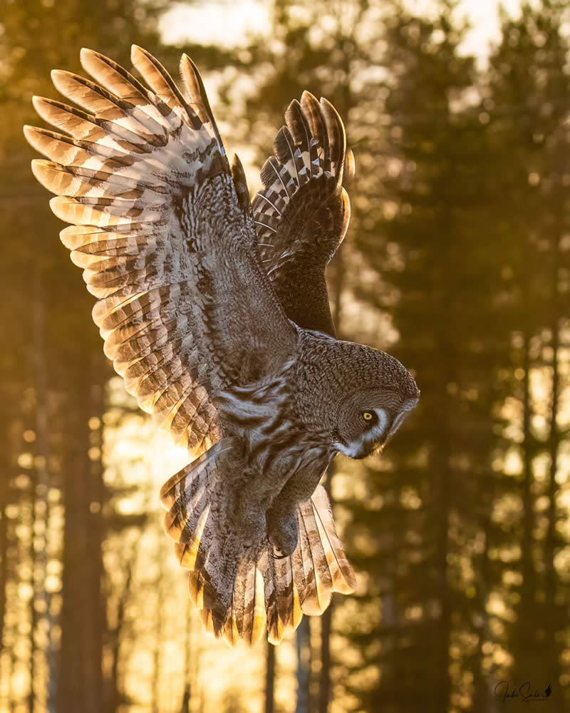 Finland Bird Photography by Juho Salo