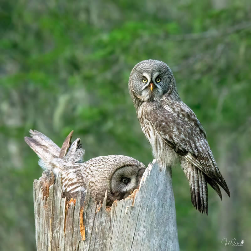 Finland Bird Photography by Juho Salo