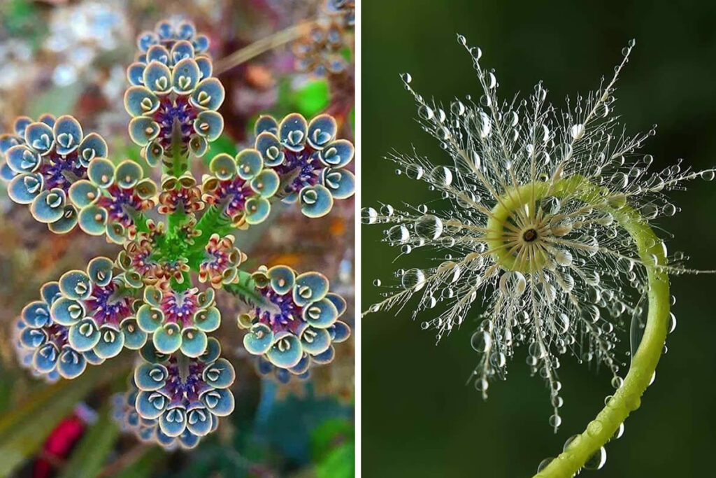 Stunning Examples of Geometrical Symmetry Found in Nature