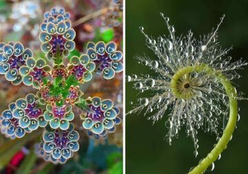 Stunning Examples of Geometrical Symmetry Found in Nature