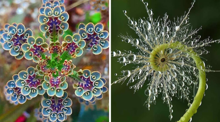 Stunning Examples of Geometrical Symmetry Found in Nature