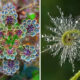 Stunning Examples of Geometrical Symmetry Found in Nature