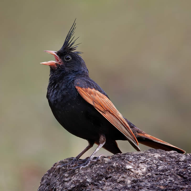 Indian Bird Photography by Hari K Patibanda