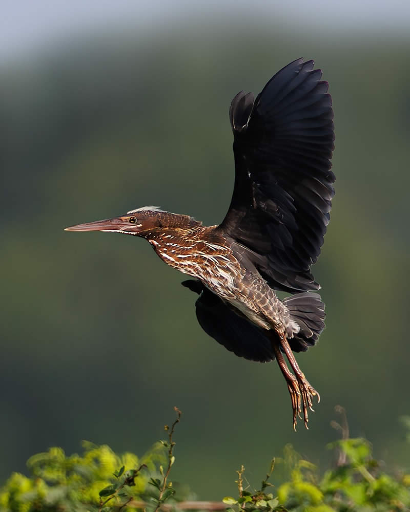 Indian Bird Photography by Hari K Patibanda