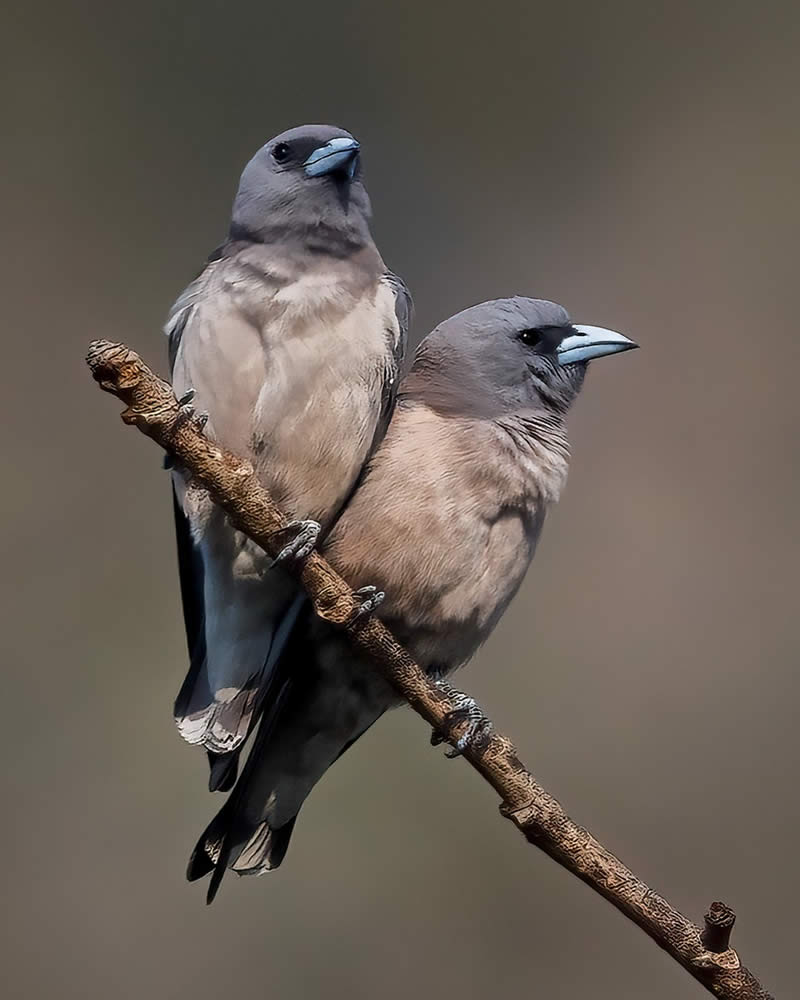 Indian Bird Photography by Hari K Patibanda