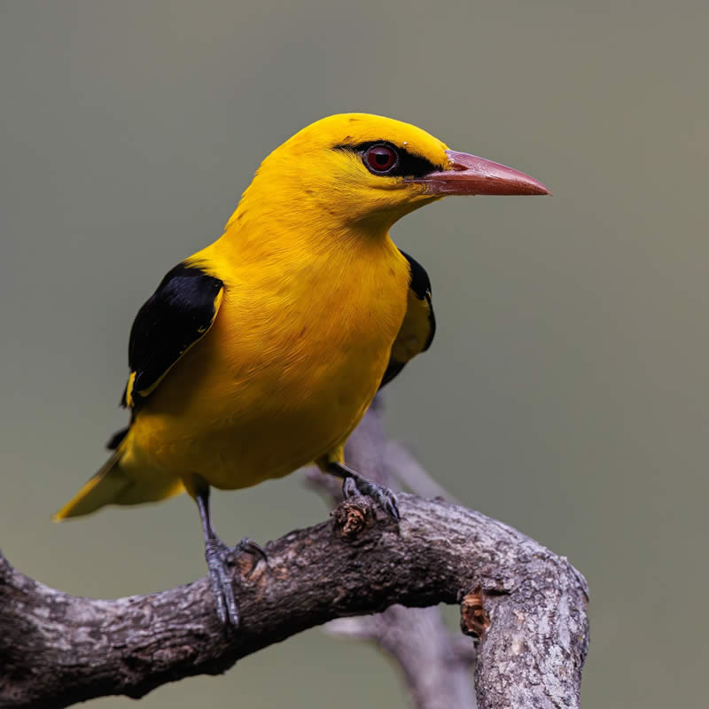 Indian Bird Photography by Hari K Patibanda