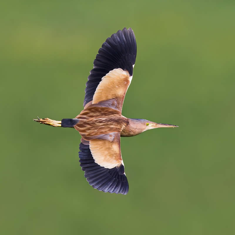 Indian Bird Photography by Hari K Patibanda