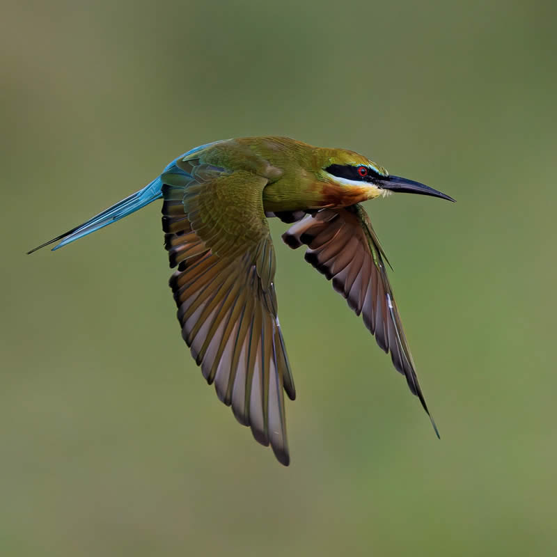 Indian Bird Photography by Hari K Patibanda