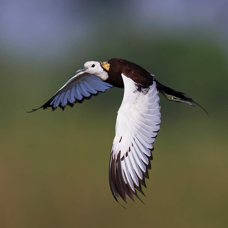 Indian Bird Photography by Hari K Patibanda