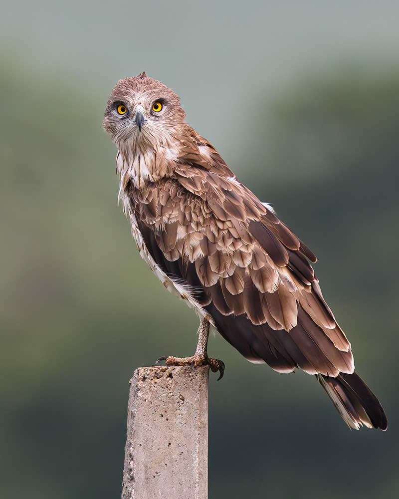 Indian Bird Photography by Hari K Patibanda