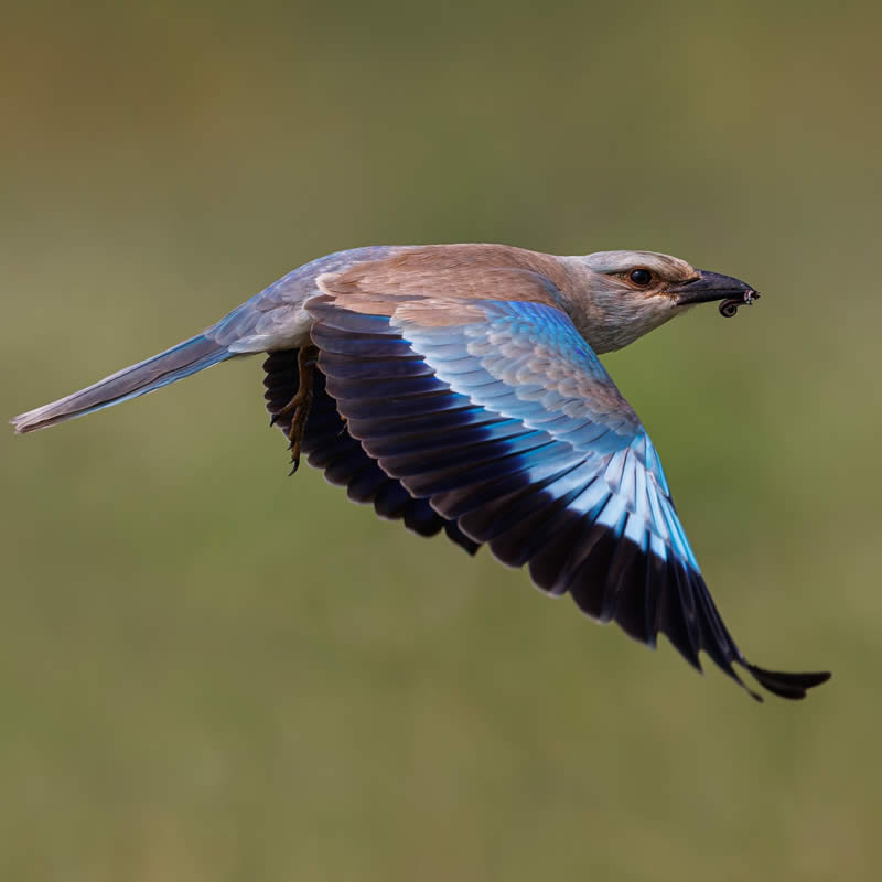 Indian Bird Photography by Hari K Patibanda