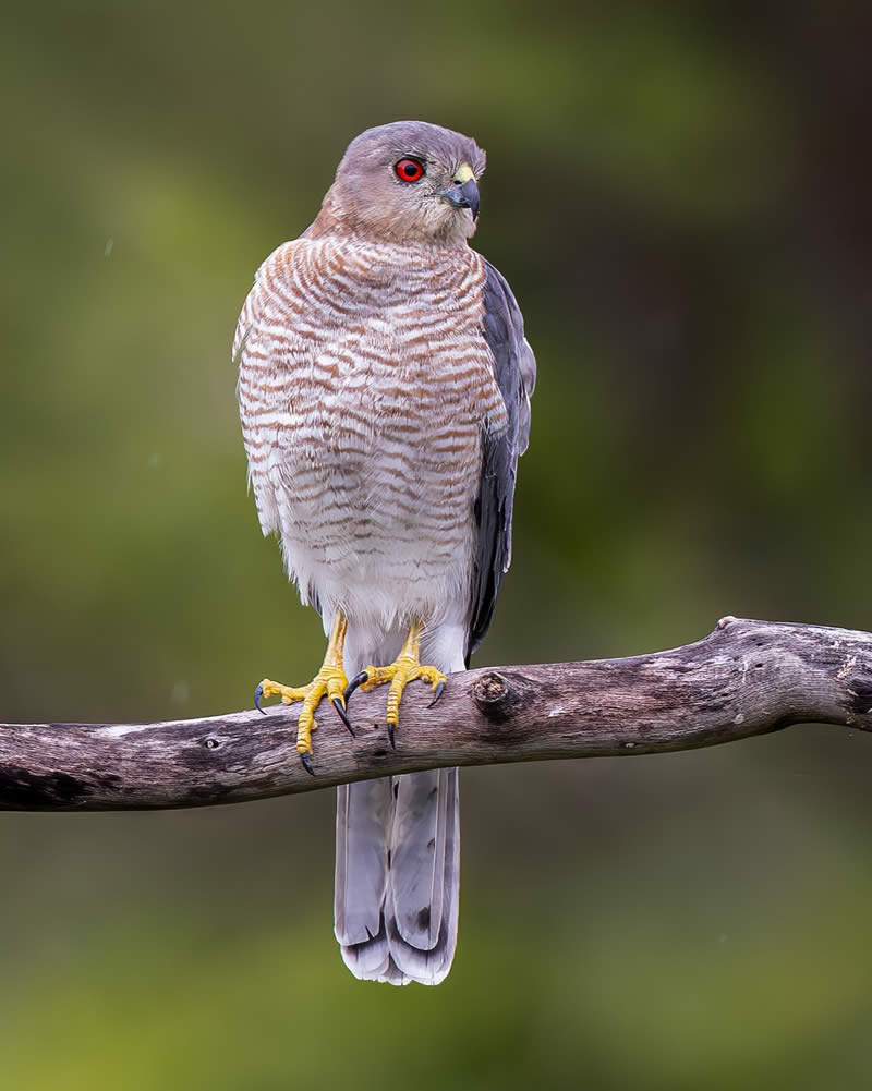 Indian Bird Photography by Hari K Patibanda